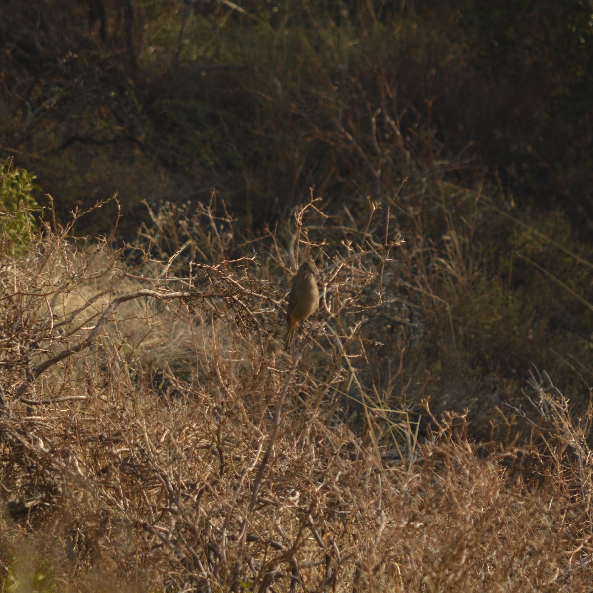 Great Shrike-Tyrant - ML620501391