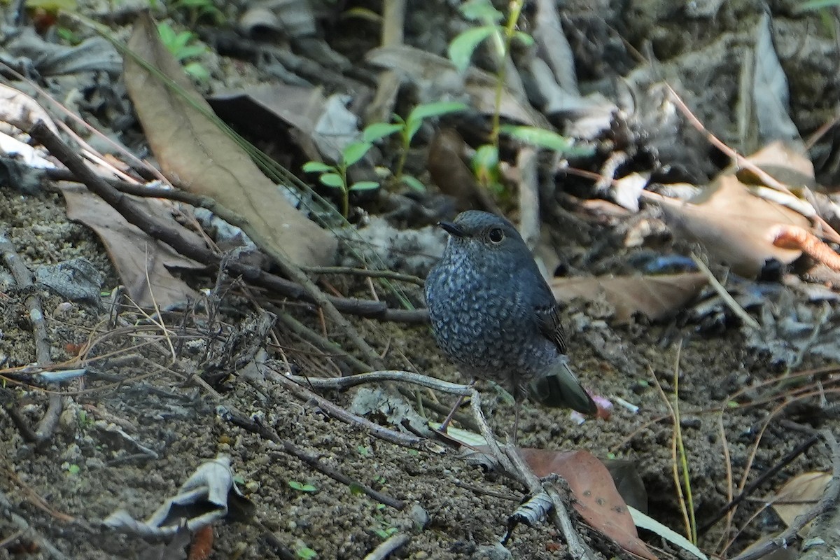 Plumbeous Redstart - ML620501394