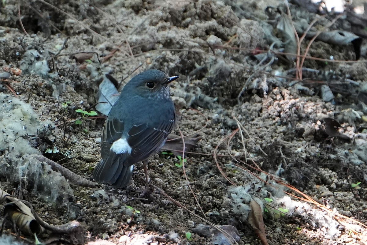 Plumbeous Redstart - ML620501397