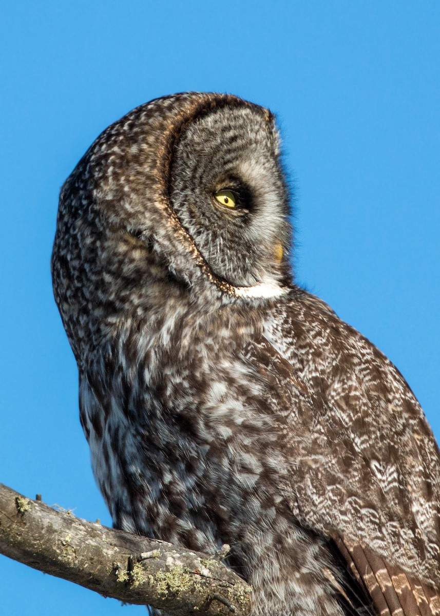 Great Gray Owl - ML620501401