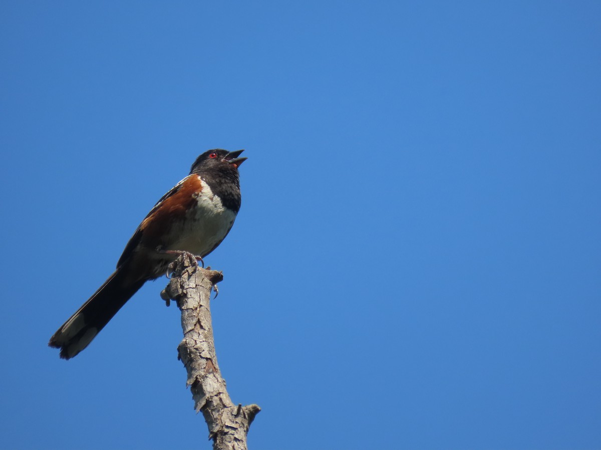 Spotted Towhee - ML620501402