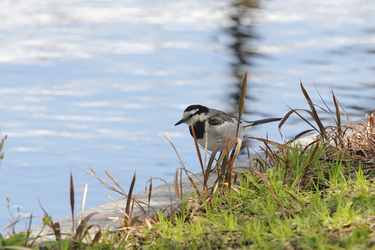 White Wagtail - ML620501404