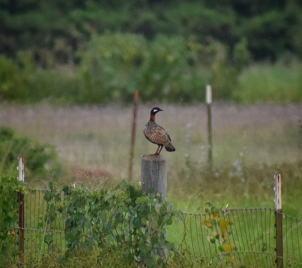 Black Francolin - ML620501406