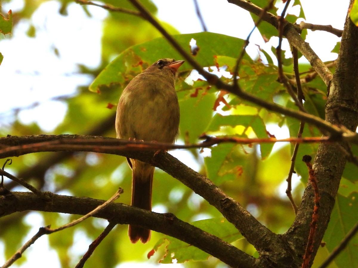 Cerquero Oliváceo (grupo rufivirgatus) - ML620501408