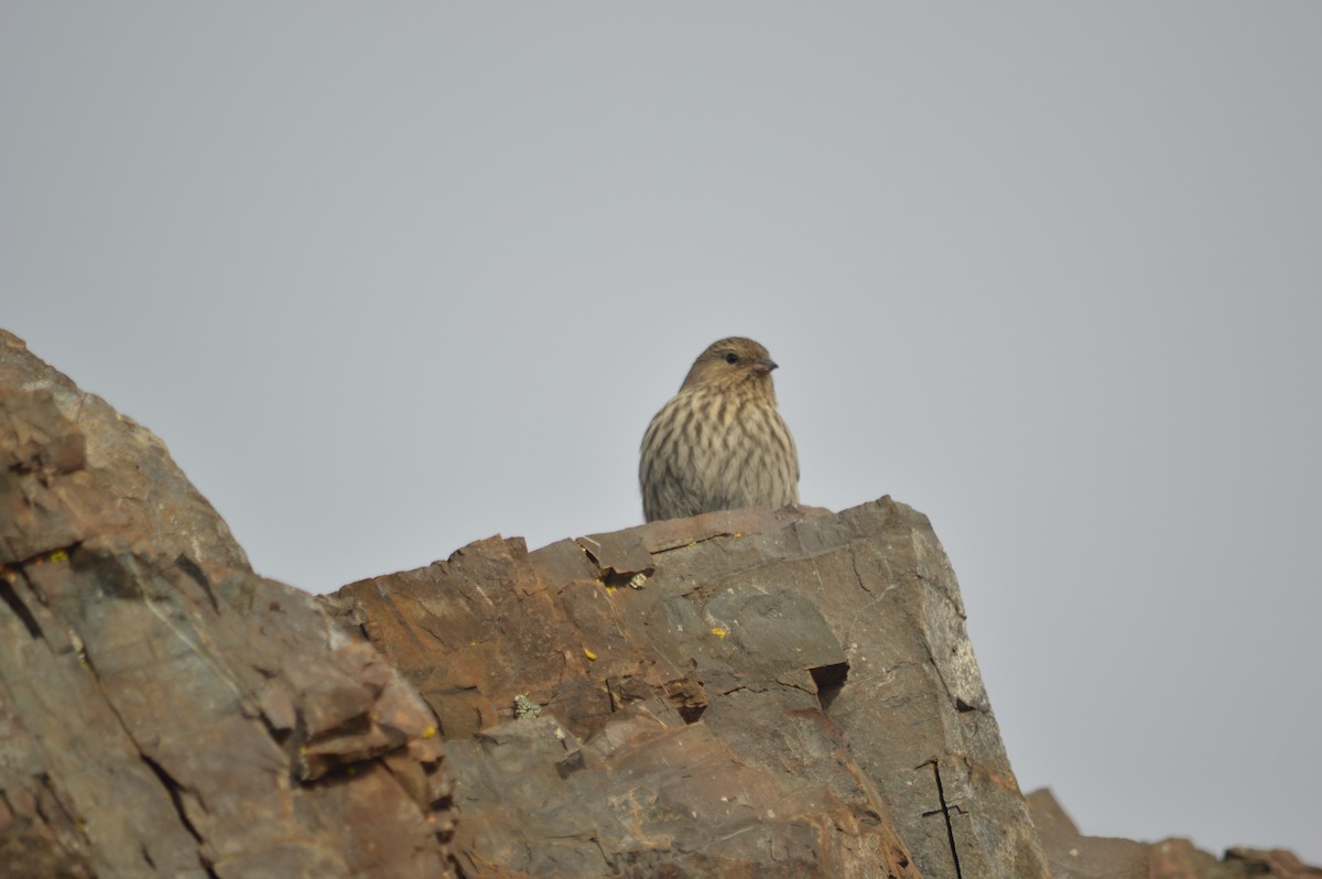 Plumbeous Sierra Finch - ML620501410