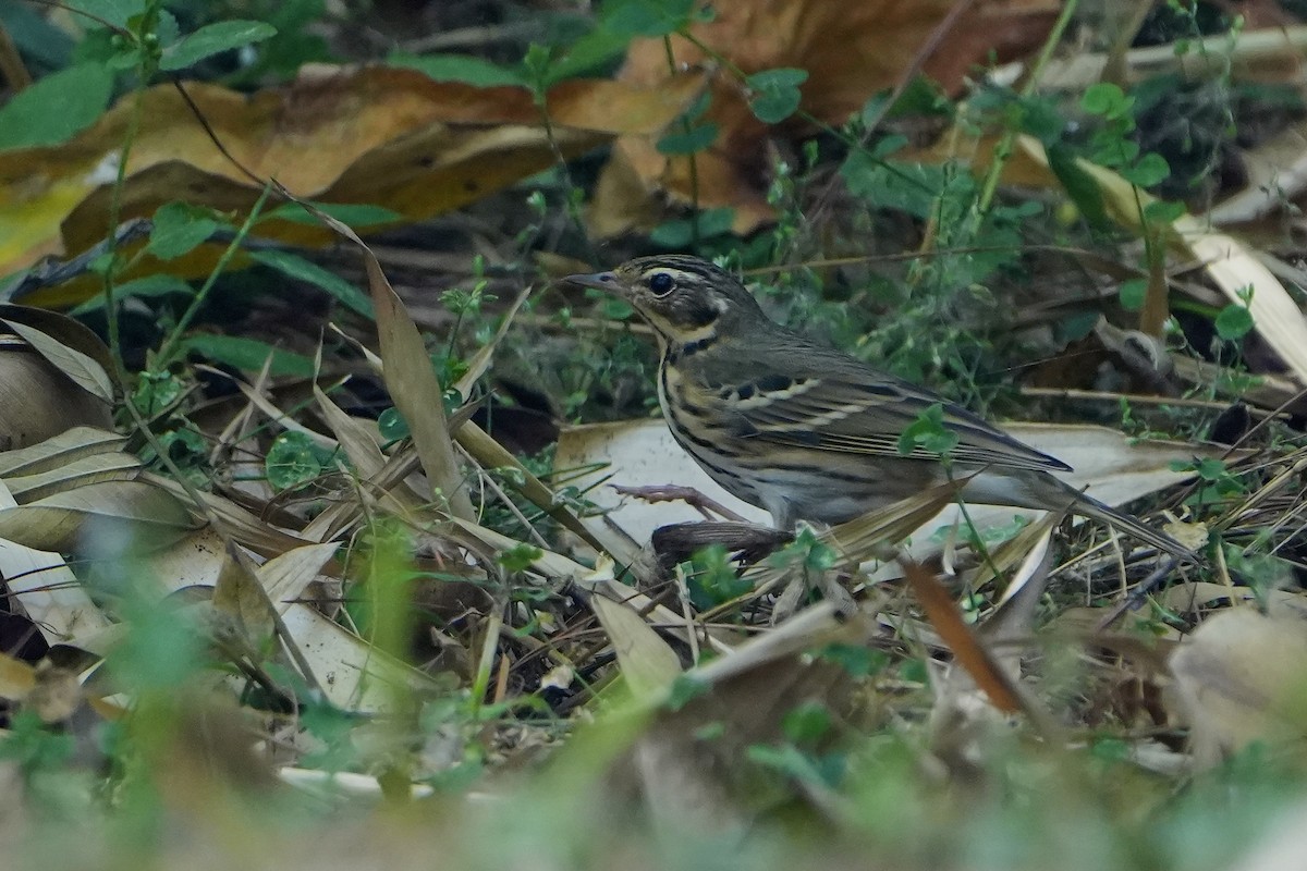 Olive-backed Pipit - ML620501413