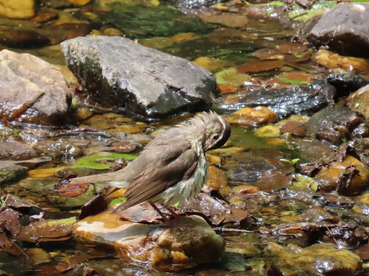 Louisiana Waterthrush - ML620501414