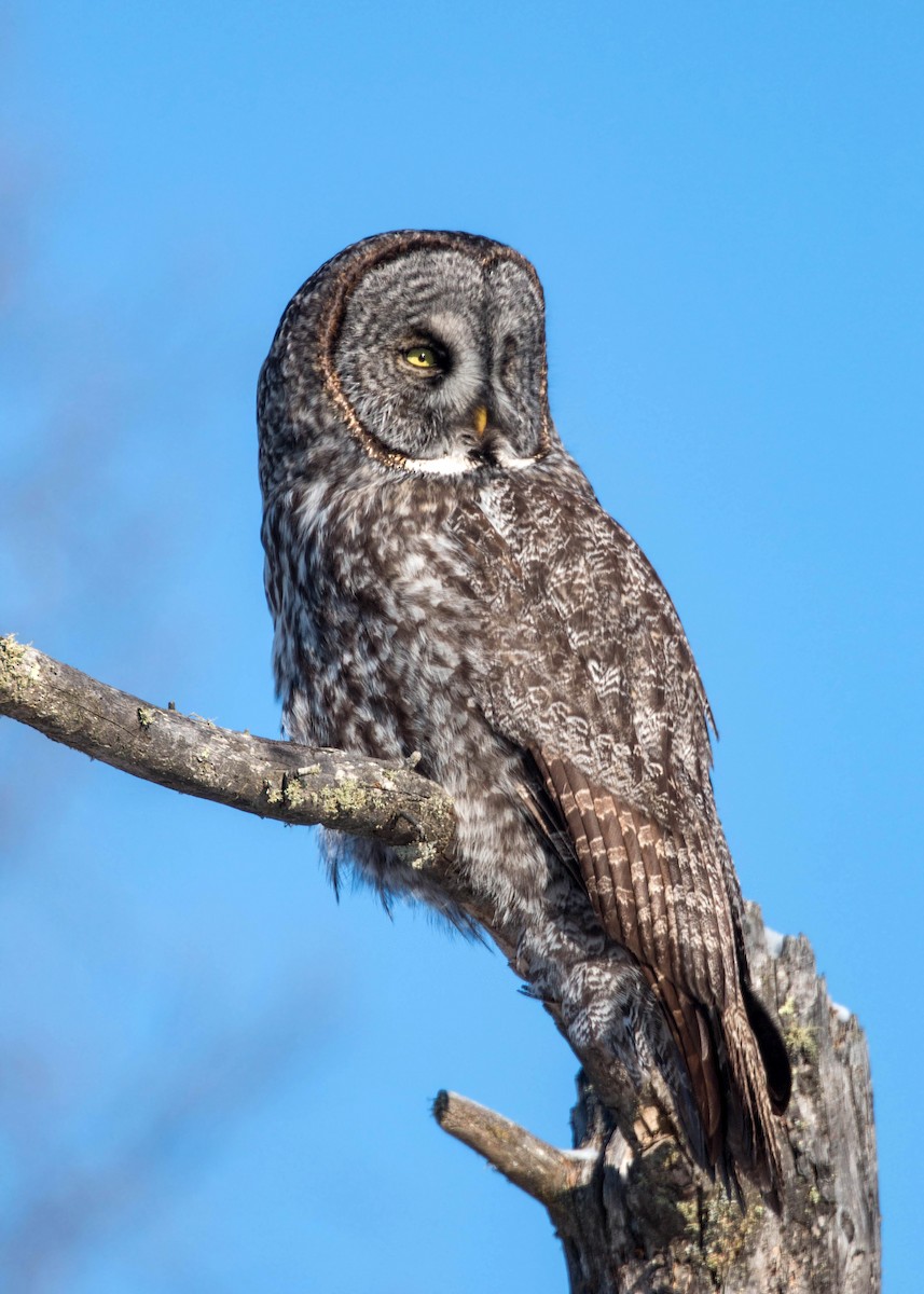 Great Gray Owl - ML620501416