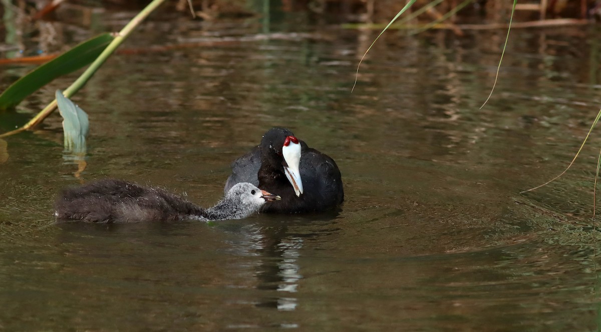 Red-knobbed Coot - ML620501417