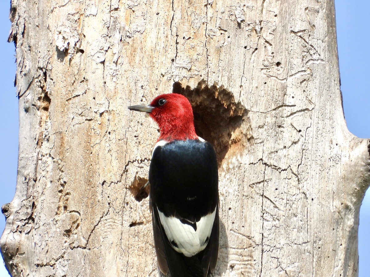 Red-headed Woodpecker - Marilyn Hubley