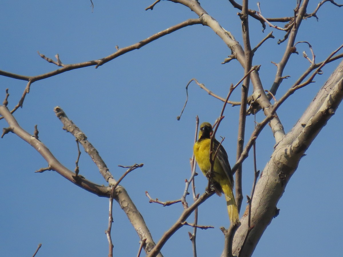 Hooded Oriole - ML620501434