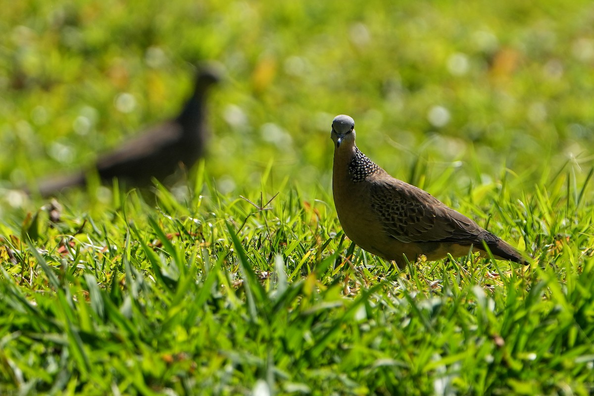 Spotted Dove - ML620501435