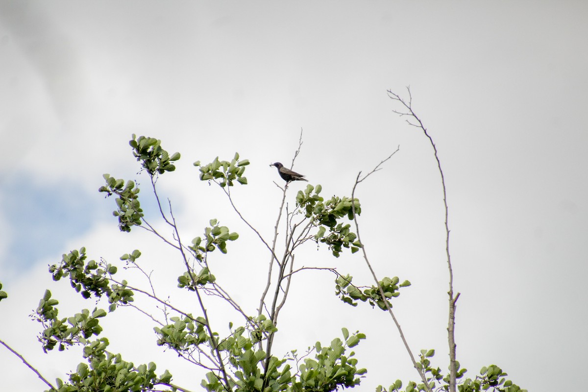 European Starling - ML620501437