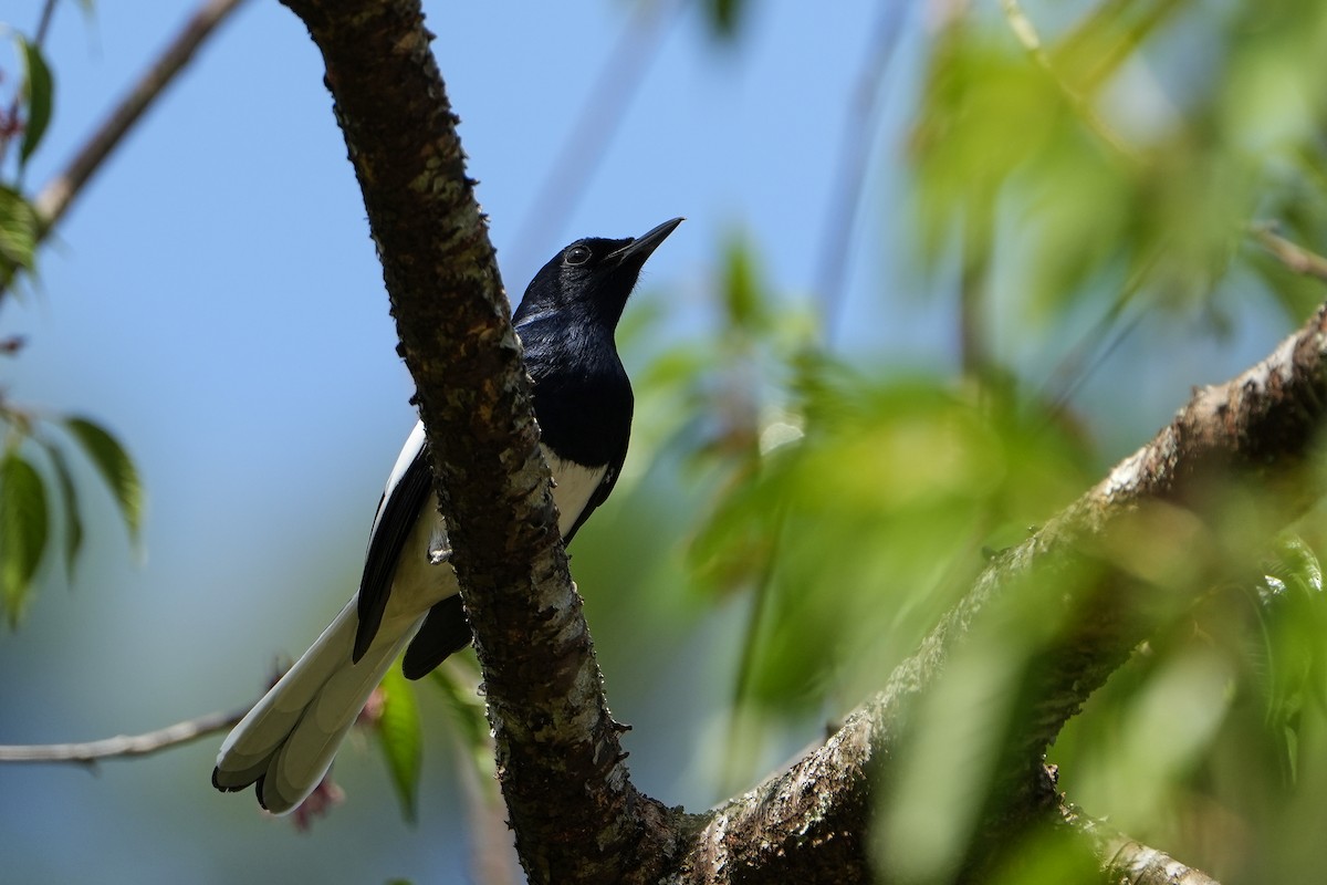 Oriental Magpie-Robin - ML620501443