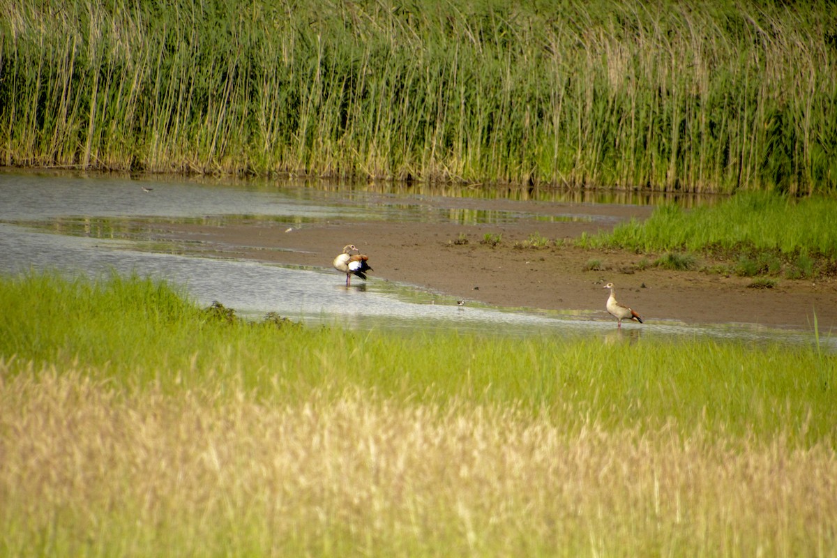 Egyptian Goose - ML620501444