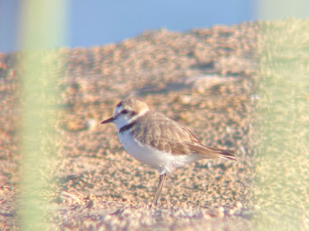 Kentish Plover - ML620501449