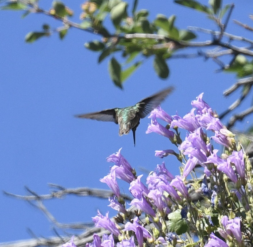 hummingbird sp. - Sevilla Rhoads