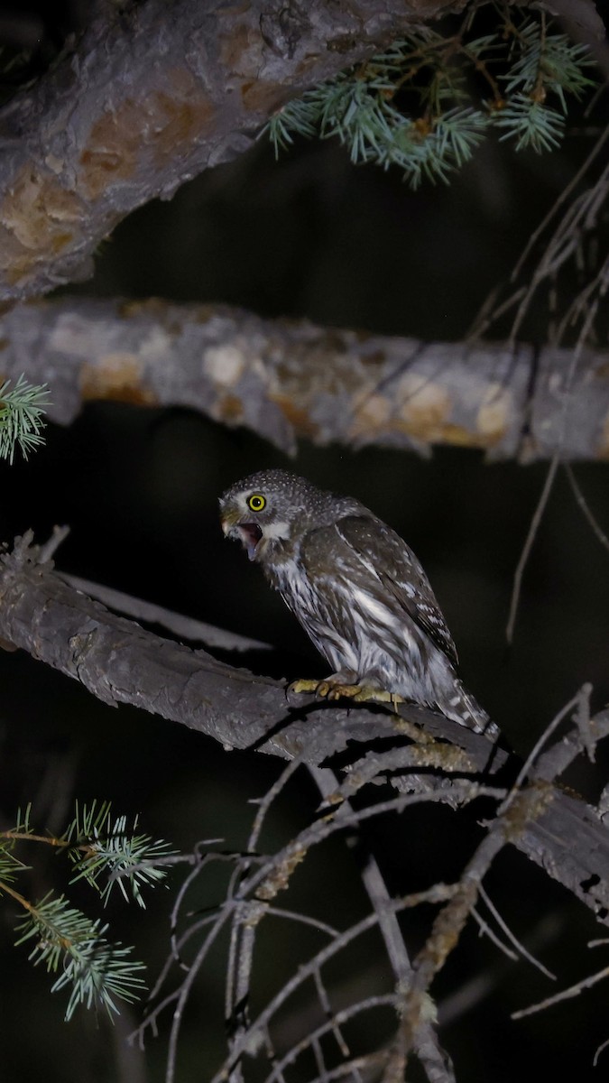 Northern Pygmy-Owl - David Asscherick
