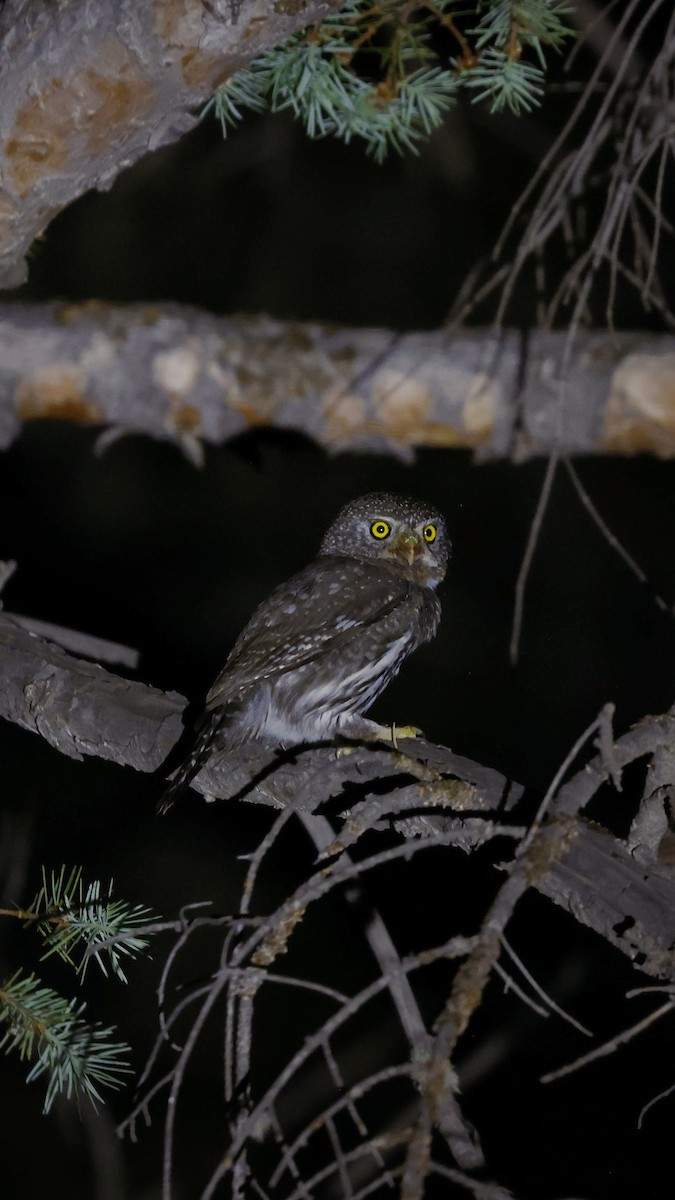 Northern Pygmy-Owl - ML620501453