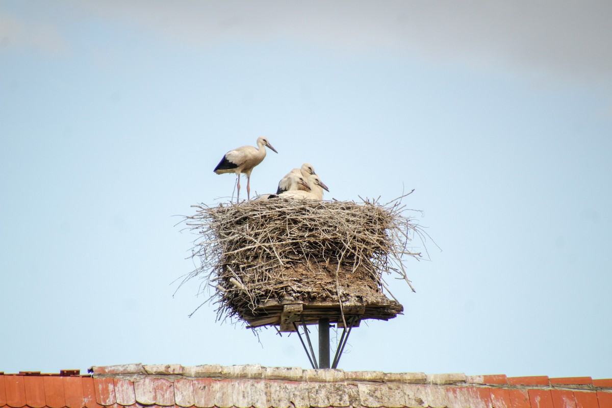 White Stork - ML620501454