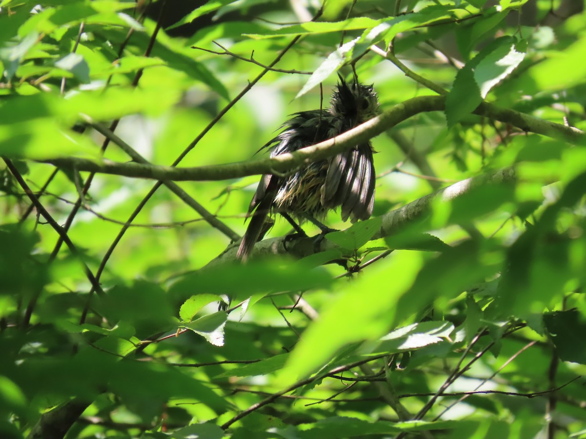 Tufted Titmouse - ML620501460