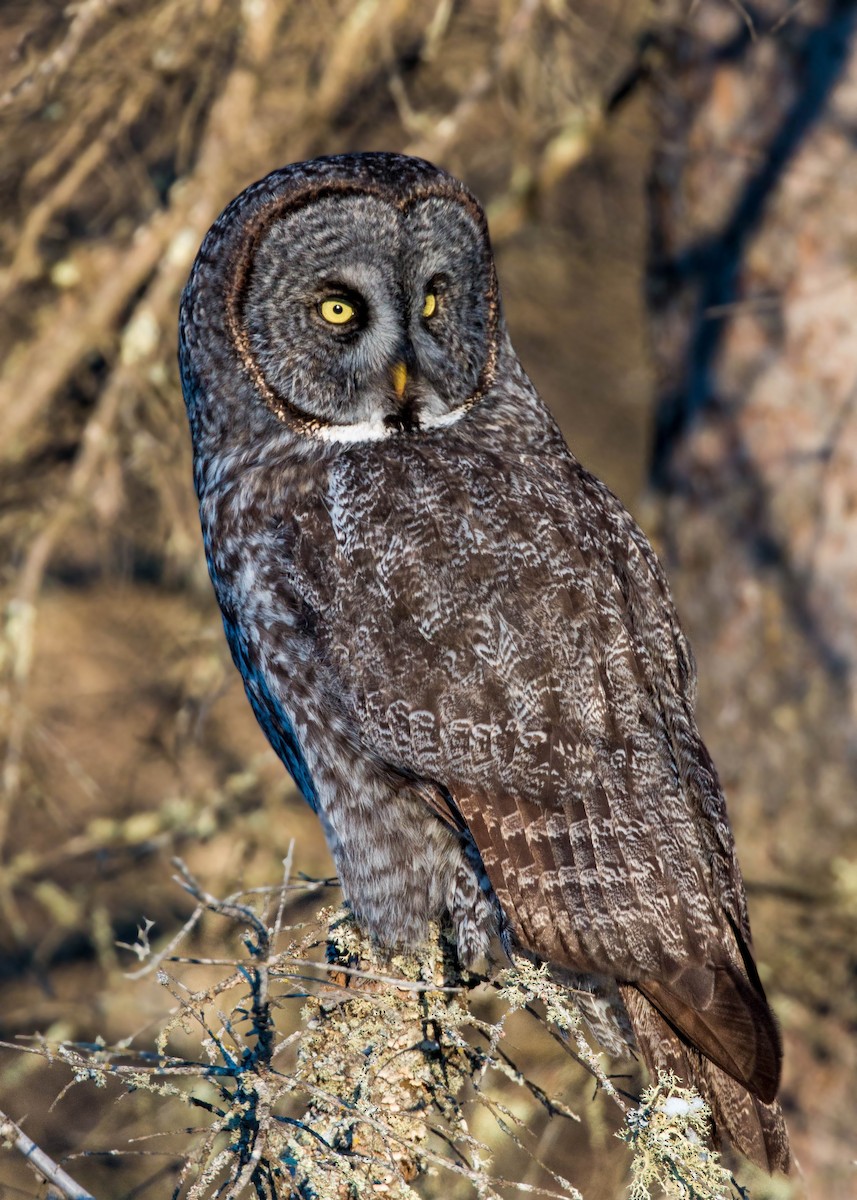 Great Gray Owl - ML620501462