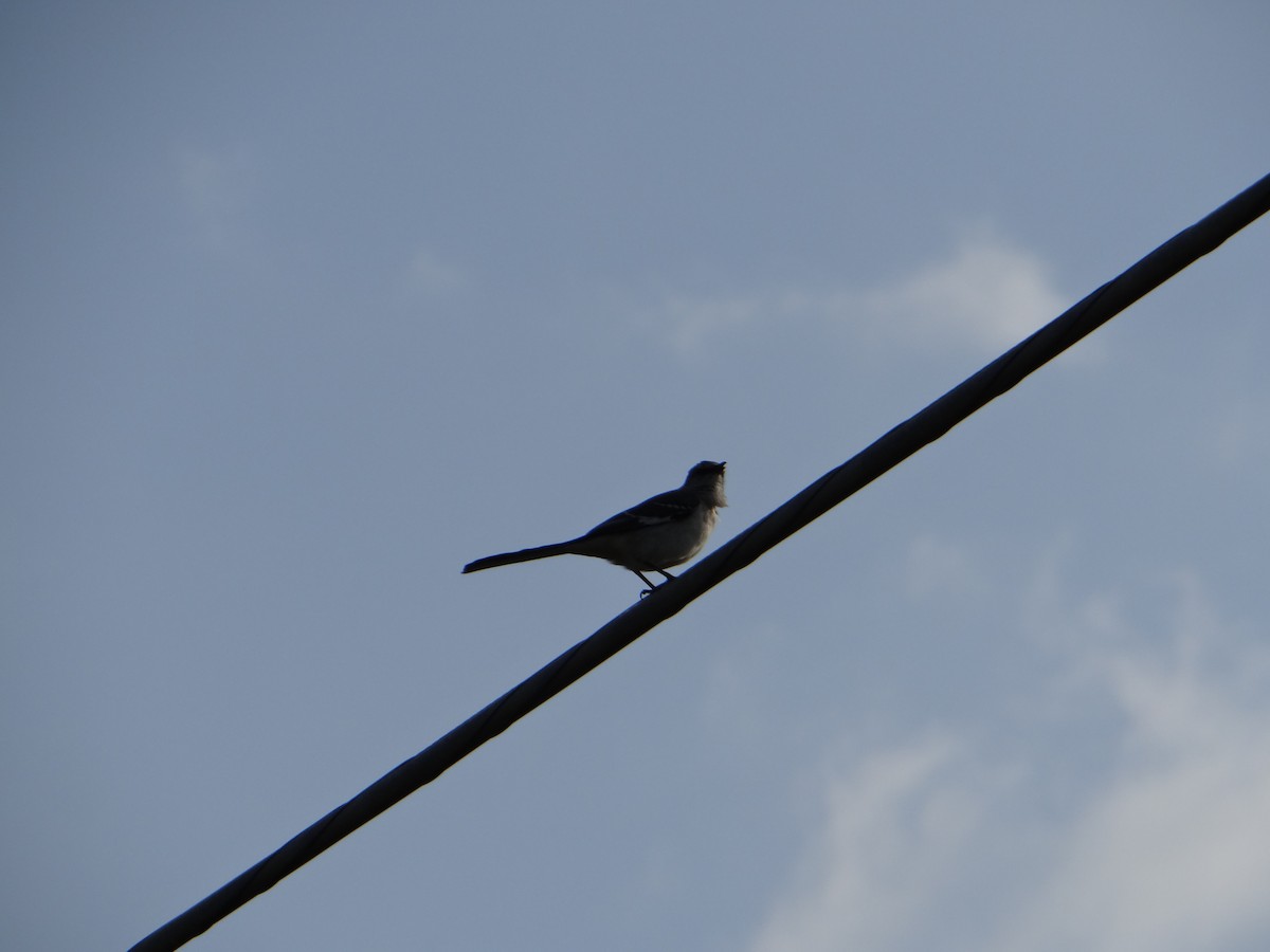 Northern Mockingbird - Bruce Davis