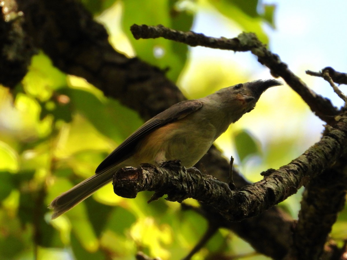 Black-crested Titmouse - ML620501472