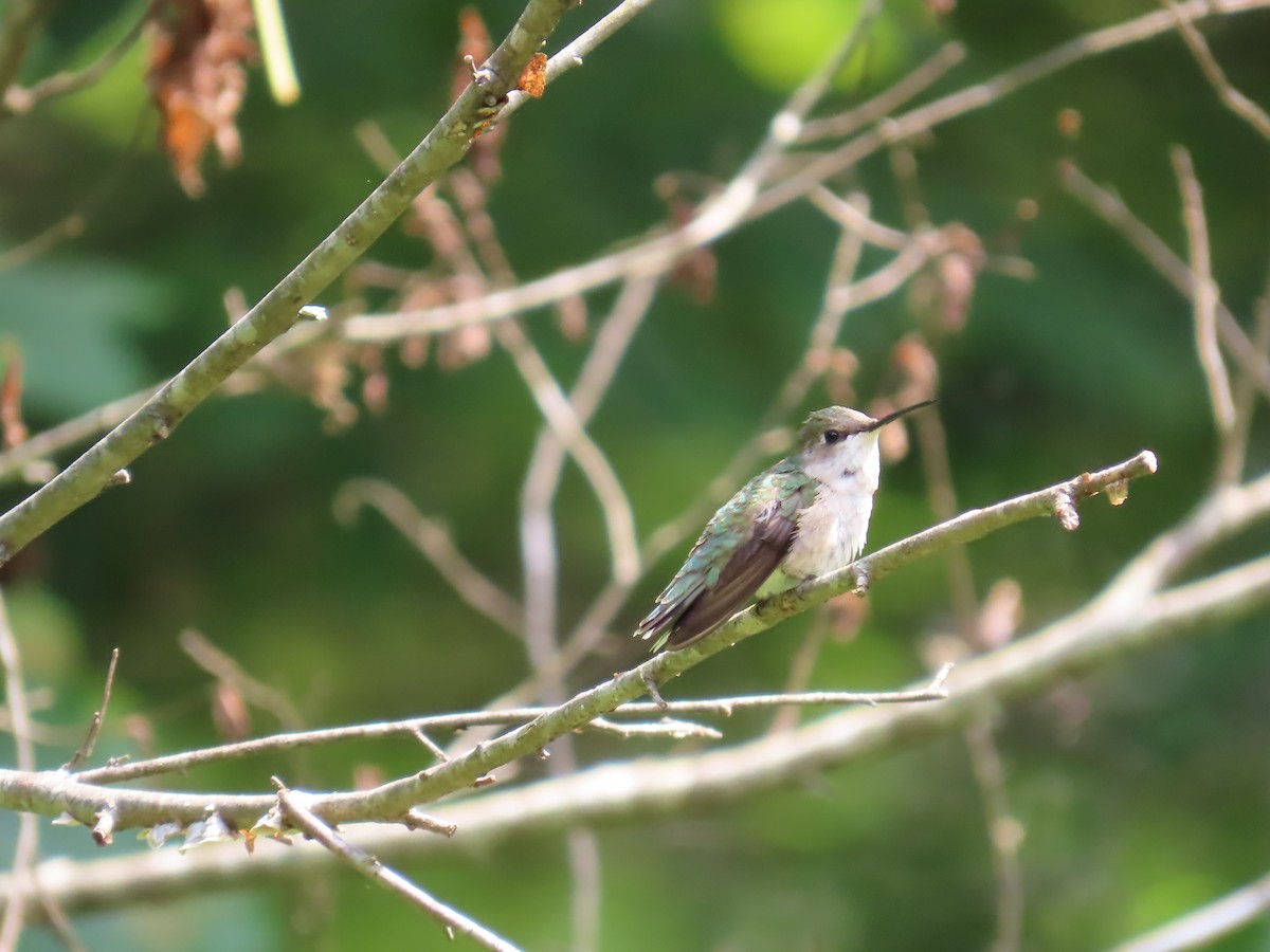 Ruby-throated Hummingbird - ML620501474