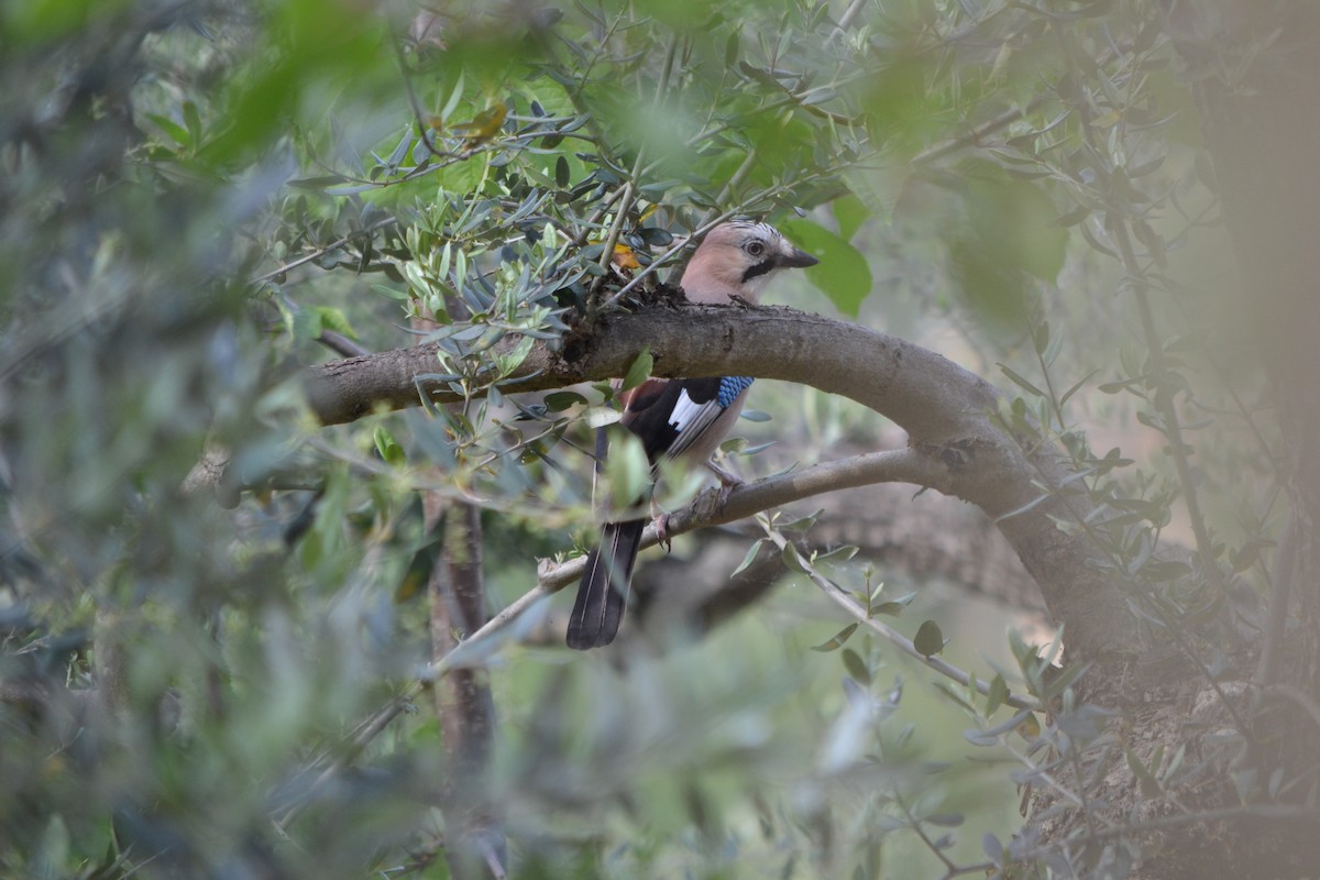 Eurasian Jay - ML620501476