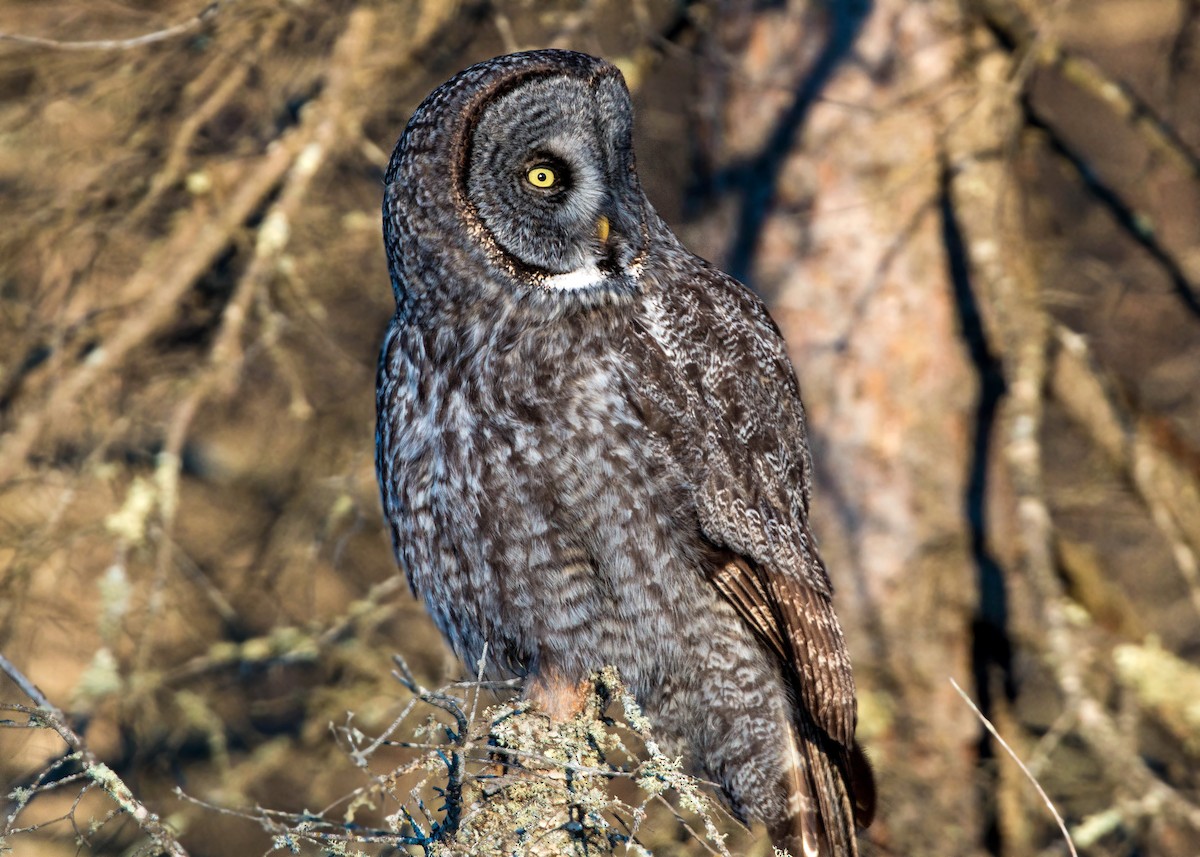 Great Gray Owl - ML620501477