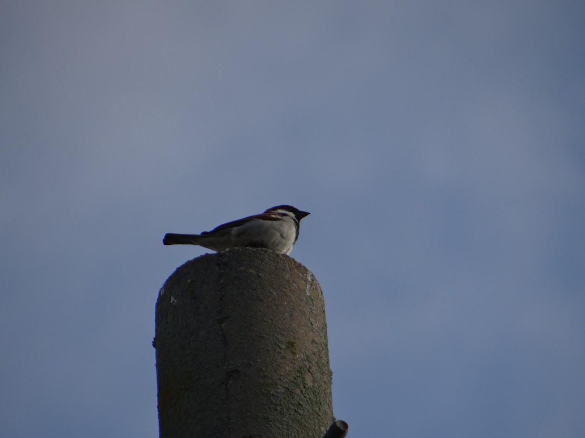 House Sparrow - ML620501479