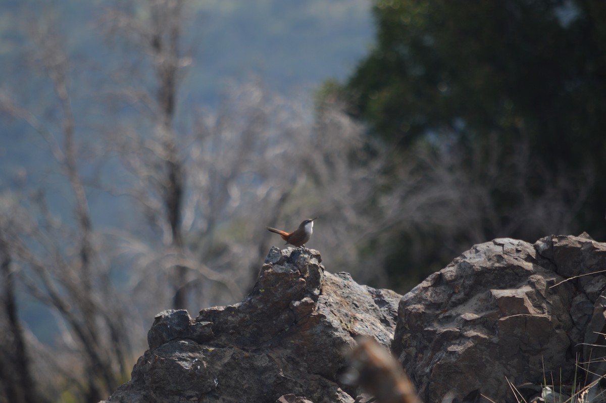 Chilia des rochers - ML620501482