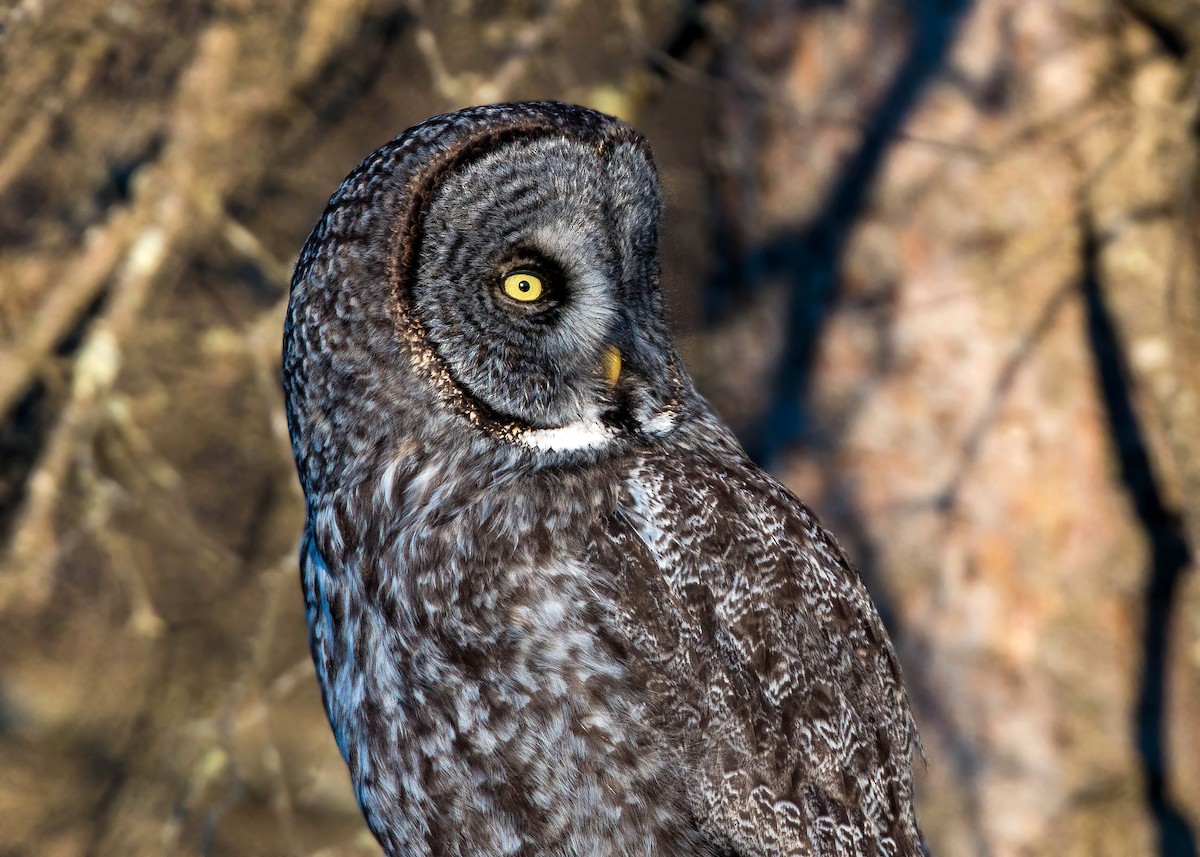 Great Gray Owl - ML620501487