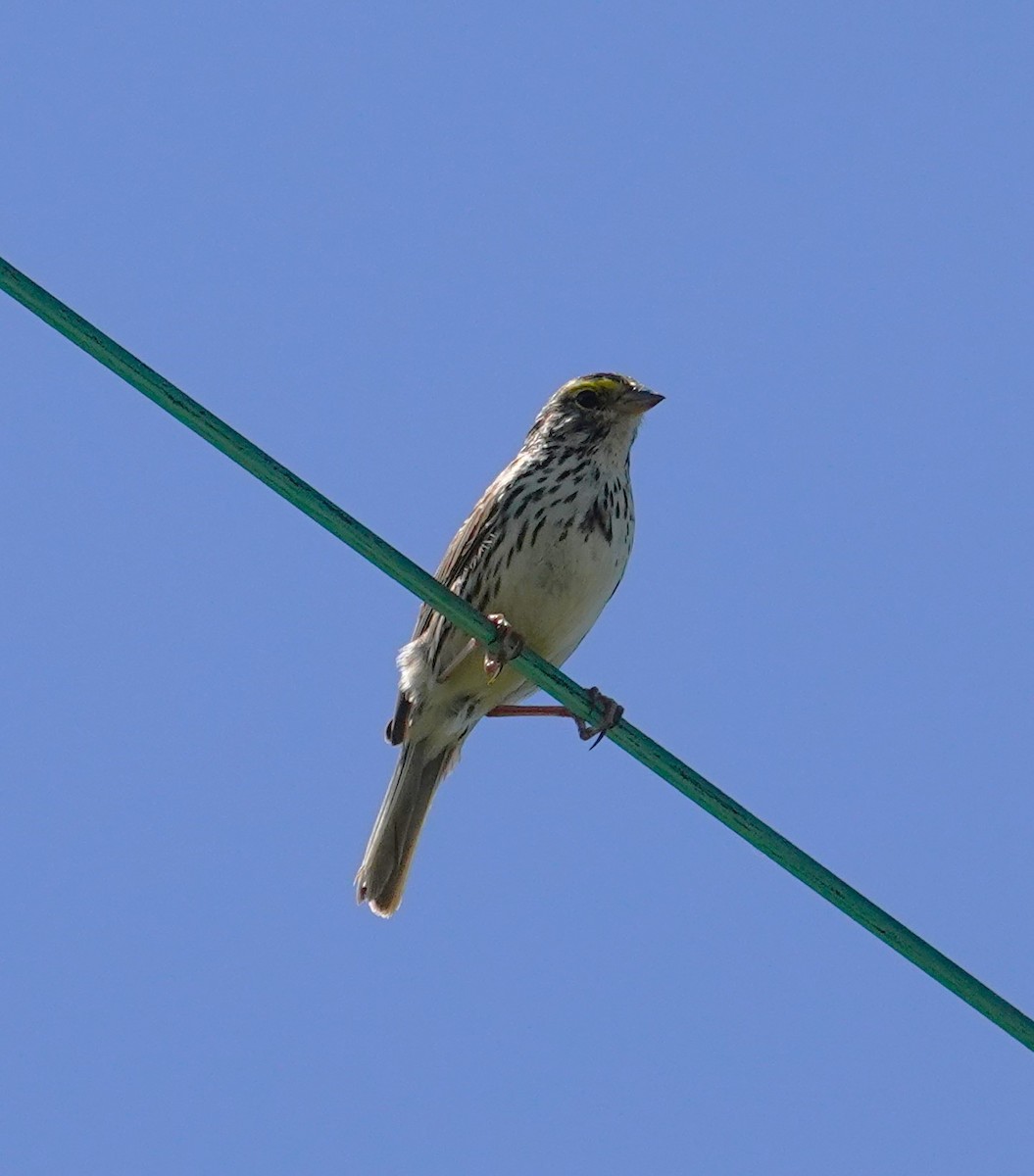 Savannah Sparrow - ML620501489