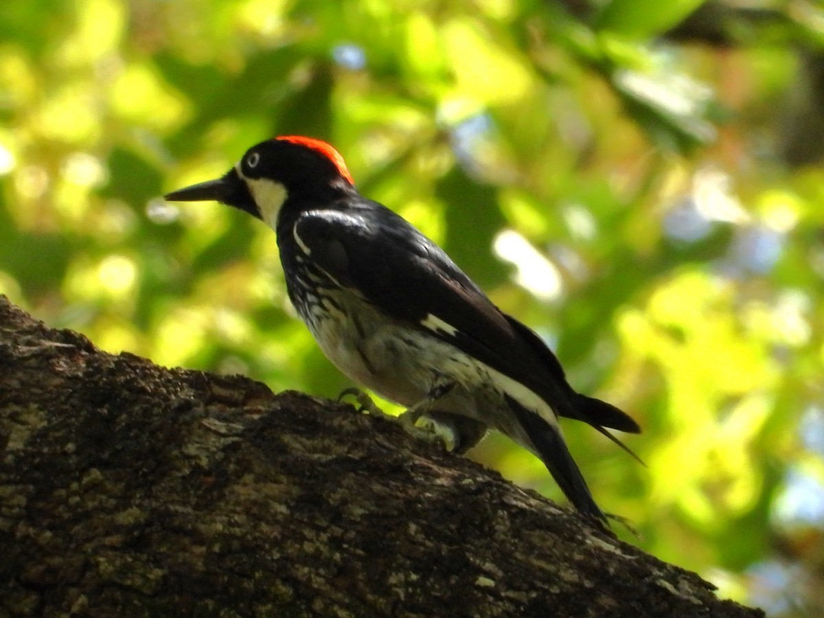 Acorn Woodpecker - ML620501491