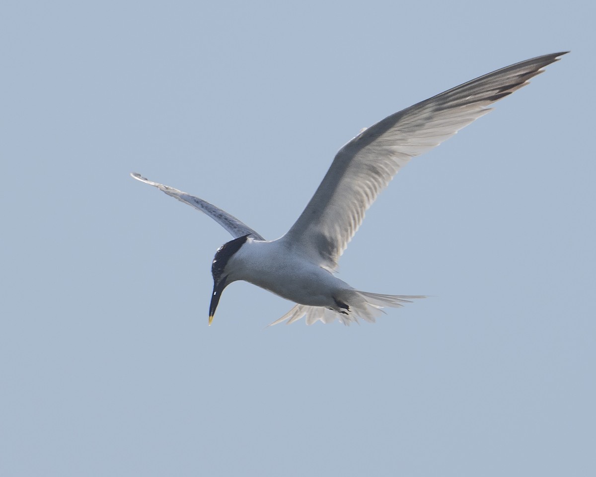 Sandwich Tern - ML620501494