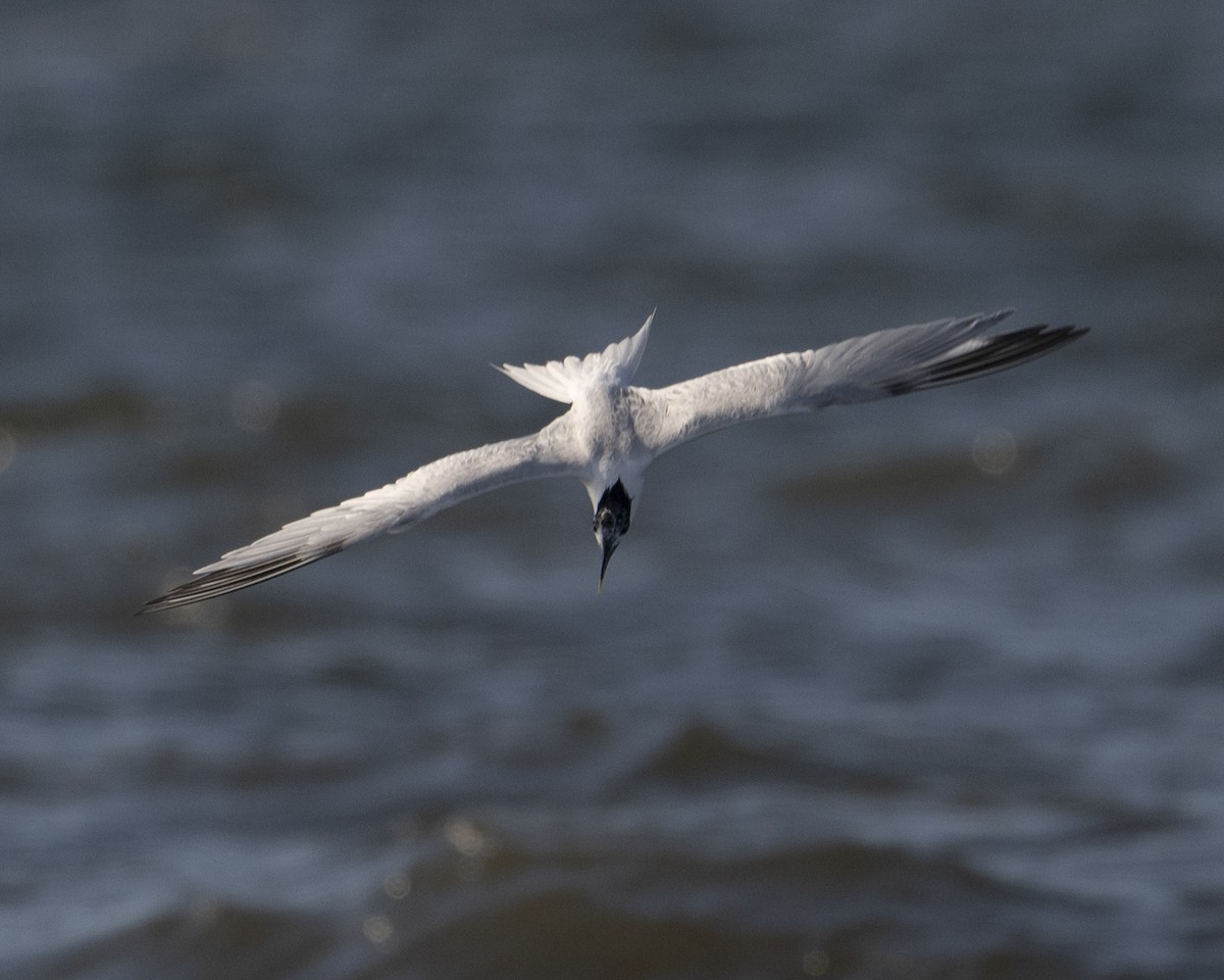 Sandwich Tern - ML620501498