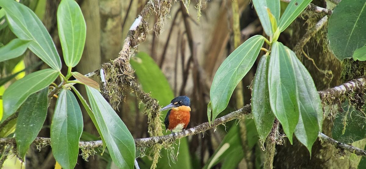 American Pygmy Kingfisher - Kent Russell