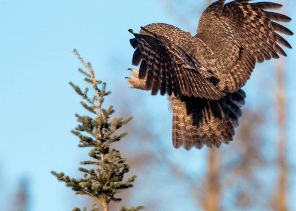 Great Gray Owl - ML620501504