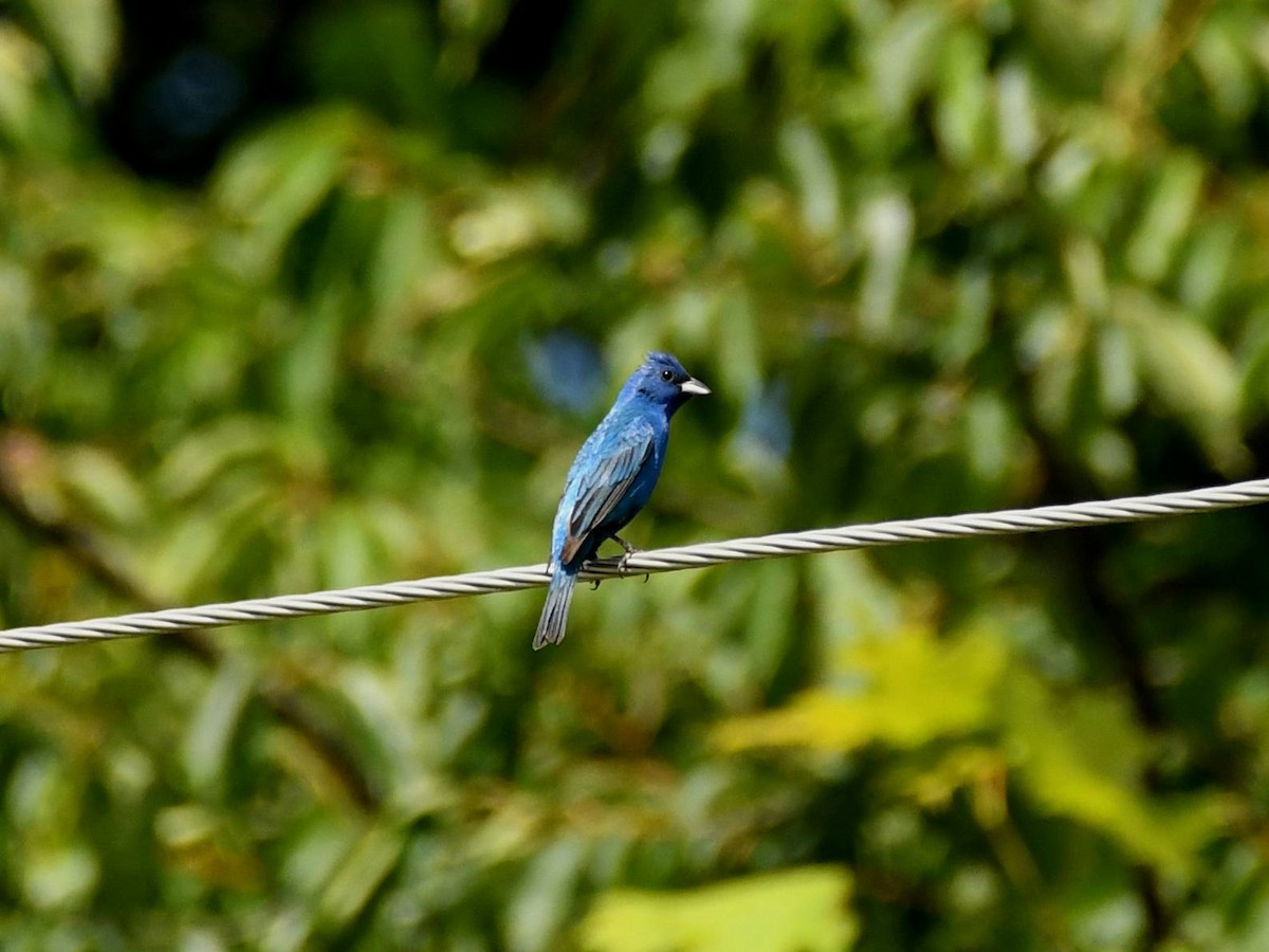 Indigo Bunting - ML620501506