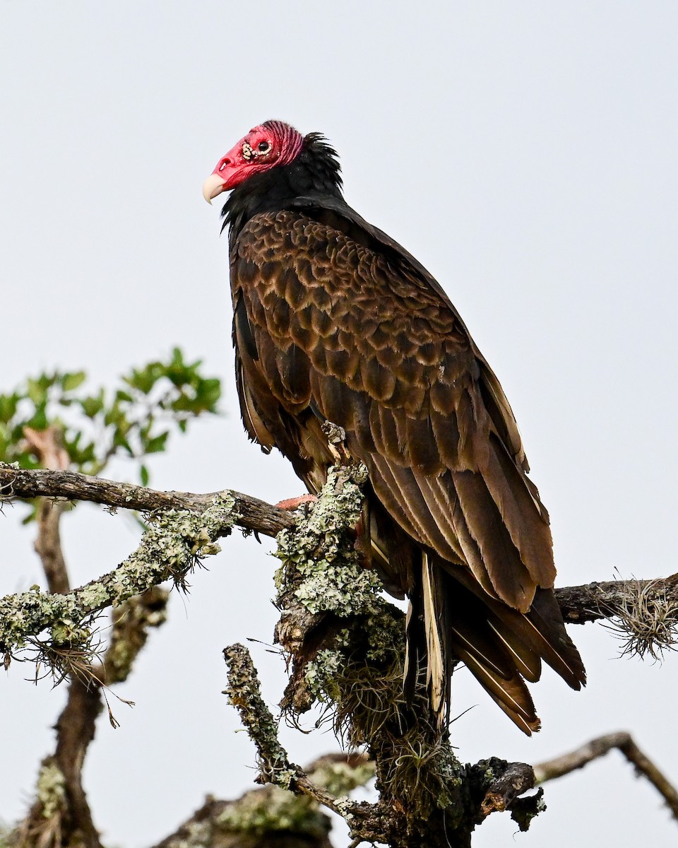 Urubu à tête rouge - ML620501507