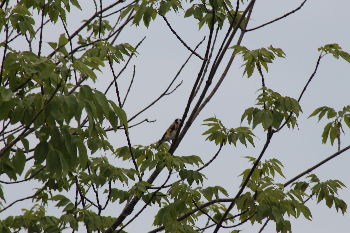 Chardonneret élégant - ML620501508