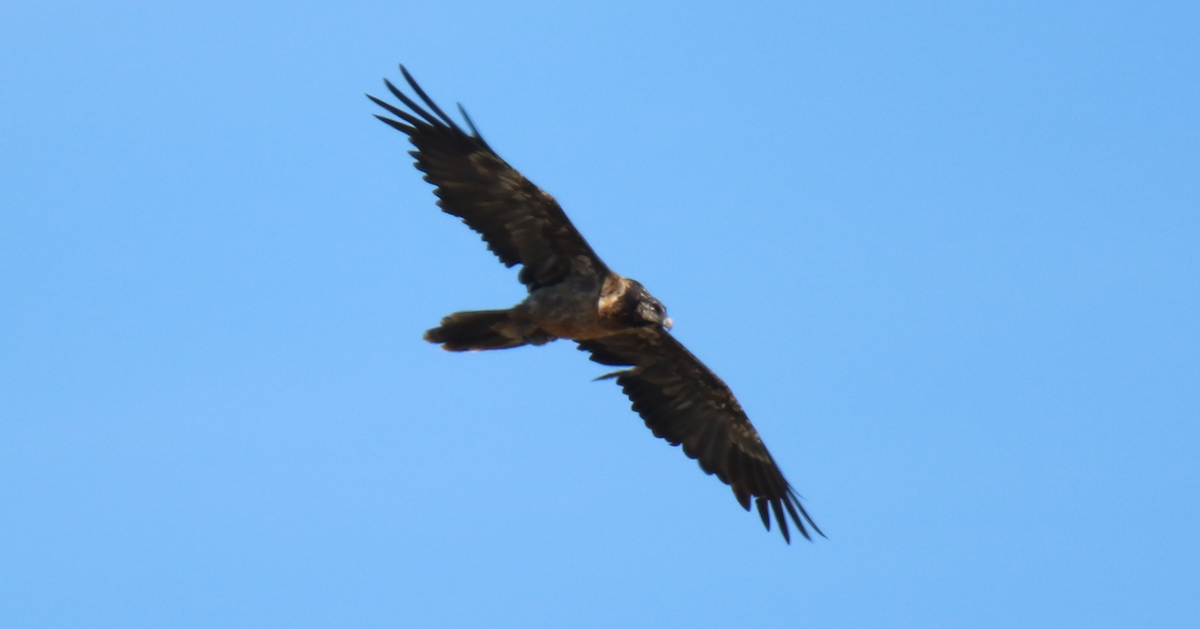 Bearded Vulture - ML620501512