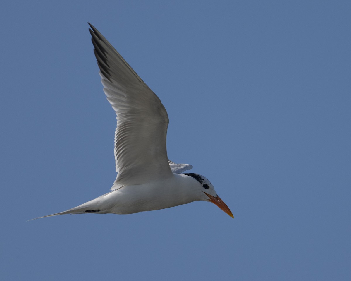 Royal Tern - Gary Hofing