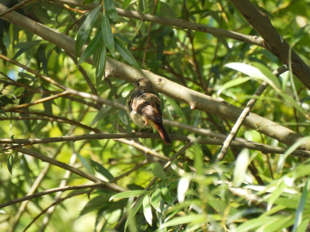 Common Redstart - ML620501525