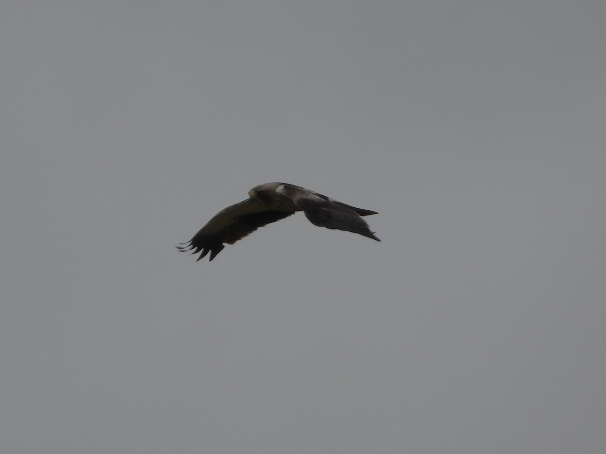 Booted Eagle - ML620501528