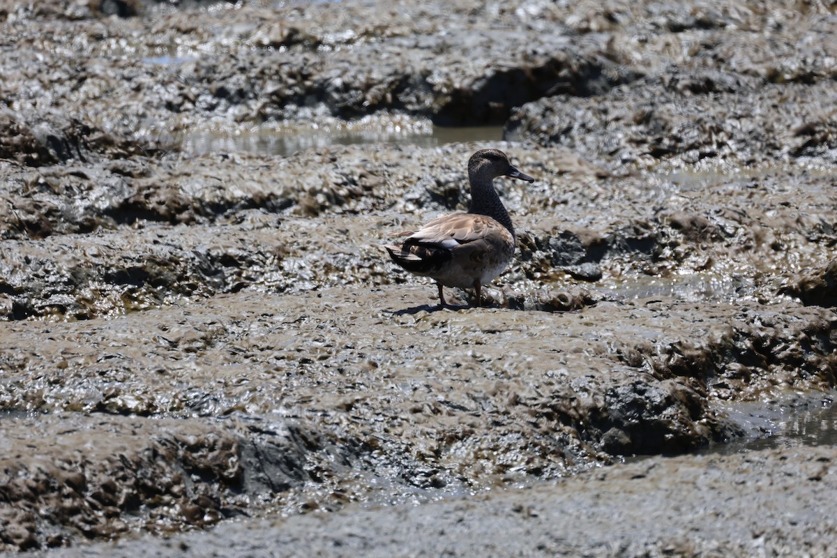 Gadwall - ML620501537