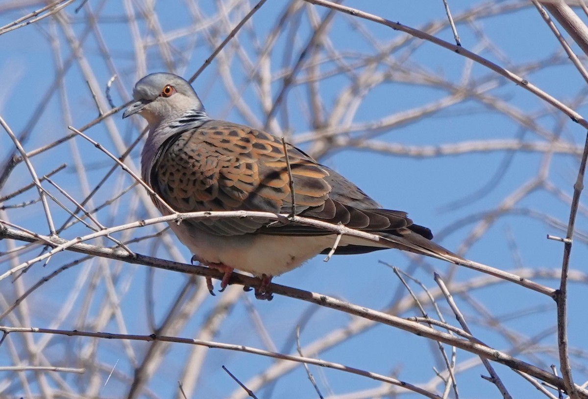 European Turtle-Dove - ML620501541