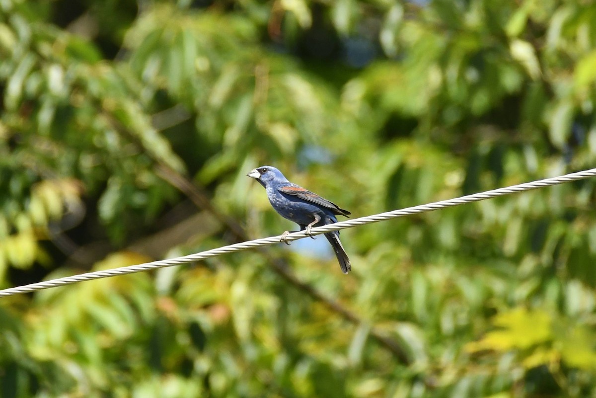 Blue Grosbeak - ML620501542